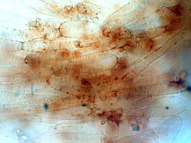 Galerina cerina var. longicystis      Smith & Singer